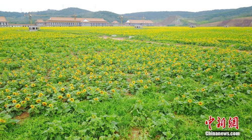 世界最大地下工廠房頂308畝向日葵盛開